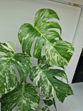 Monstera Variegata (zum aussuchen)