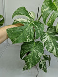 Monstera Variegata (zum aussuchen)