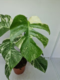 Monstera Variegata (zum aussuchen)