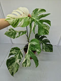 Monstera Variegata (zum aussuchen)