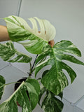 Monstera Variegata (zum aussuchen)