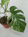 Monstera Variegata (zum aussuchen)