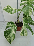 Monstera Variegata (zum aussuchen)