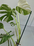 Monstera Variegata (zum aussuchen)