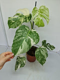 Monstera Variegata (zum aussuchen)