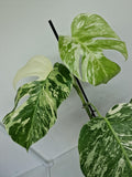 Monstera Variegata (zum aussuchen)