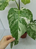 Monstera Variegata (zum aussuchen)