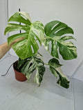 Monstera Variegata (zum aussuchen)