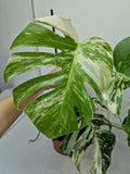 Monstera Variegata (zum aussuchen)