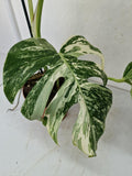 Monstera Variegata (zum aussuchen)