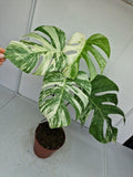 Monstera Variegata (zum aussuchen)