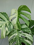 Monstera Variegata (zum aussuchen)