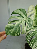 Monstera Variegata (zum aussuchen)