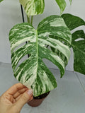 Monstera Variegata (zum aussuchen)