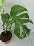 Monstera Variegata (zum aussuchen)