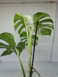 Monstera Variegata (zum aussuchen)