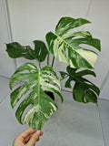 Monstera Variegata (zum aussuchen)