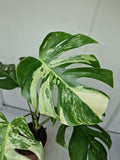 Monstera Variegata (zum aussuchen)