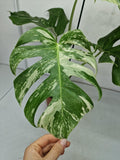 Monstera Variegata (zum aussuchen)