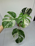 Monstera Variegata (zum aussuchen)