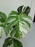 Monstera Variegata (zum aussuchen)