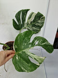 Monstera Variegata (zum aussuchen)