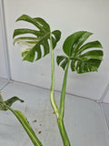 Monstera Variegata (zum aussuchen)