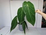 Anthurium Warocqueanum Hybrid