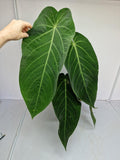 Anthurium Warocqueanum Hybrid