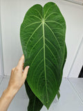 Anthurium Warocqueanum Hybrid