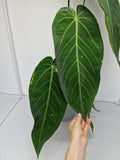 Anthurium Warocqueanum Hybrid