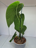 Anthurium Warocqueanum Hybrid