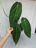 Anthurium Warocqueanum Hybrid