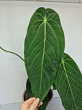 Anthurium Warocqueanum Hybrid