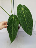 Anthurium Warocqueanum Hybrid