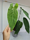 Anthurium Warocqueanum Hybrid