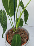 Anthurium Warocqueanum Hybrid