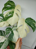 Monstera Variegata (zum aussuchen)