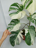 Monstera Variegata (zum aussuchen)