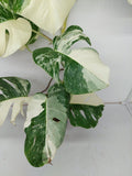 Monstera Variegata (zum aussuchen)