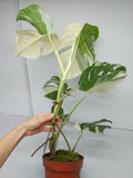 Monstera Variegata (zum aussuchen)