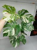 Monstera Variegata (zum aussuchen)