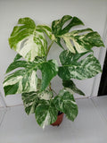 Monstera Variegata (zum aussuchen)