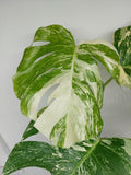 Monstera Variegata (zum aussuchen)