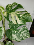 Monstera Variegata (zum aussuchen)