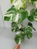 Monstera Variegata (zum aussuchen)