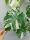 Monstera Variegata (zum aussuchen)