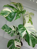 Monstera Variegata (zum aussuchen)