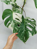 Monstera Variegata (zum aussuchen)