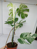 Monstera Variegata (zum aussuchen)